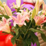 薰衣草洁颜乳插图26