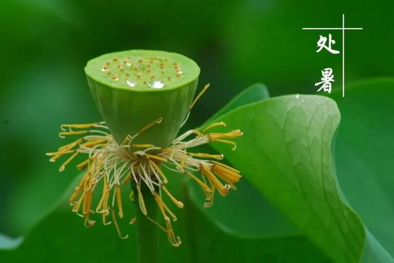 处暑养生|防热、防燥、防乏、防凉、排余毒强正气！插图